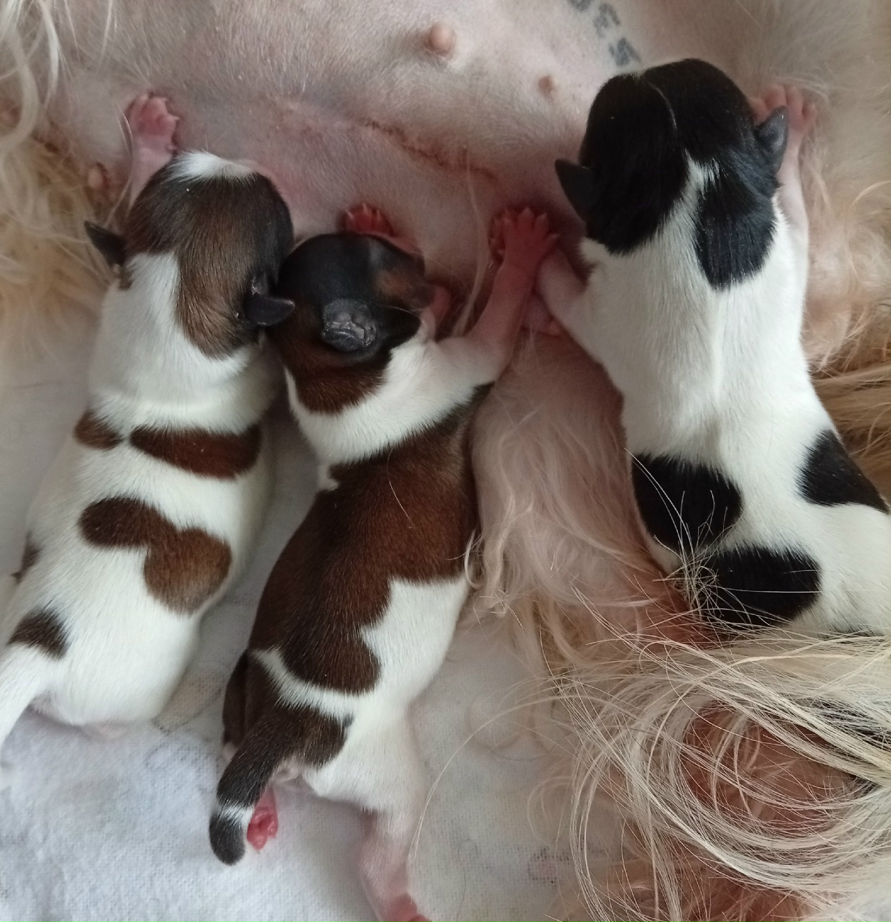 РОДИЛИСЬ 29.04.26 -  АСЯ  х ФИЛЯ ( Shih Tzu Imperial  )